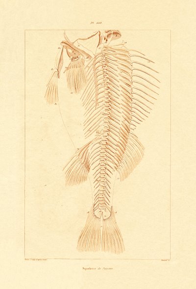 Squelette, 1833-39 - French School